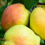 Саджанець Груша Киргизька зимова в контейнері